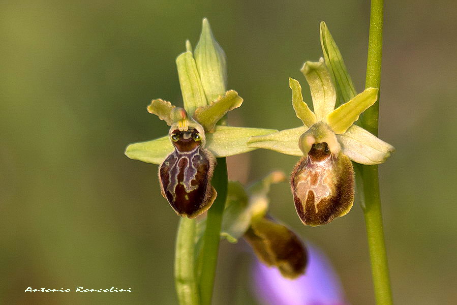 Orchidee Monte Argentario